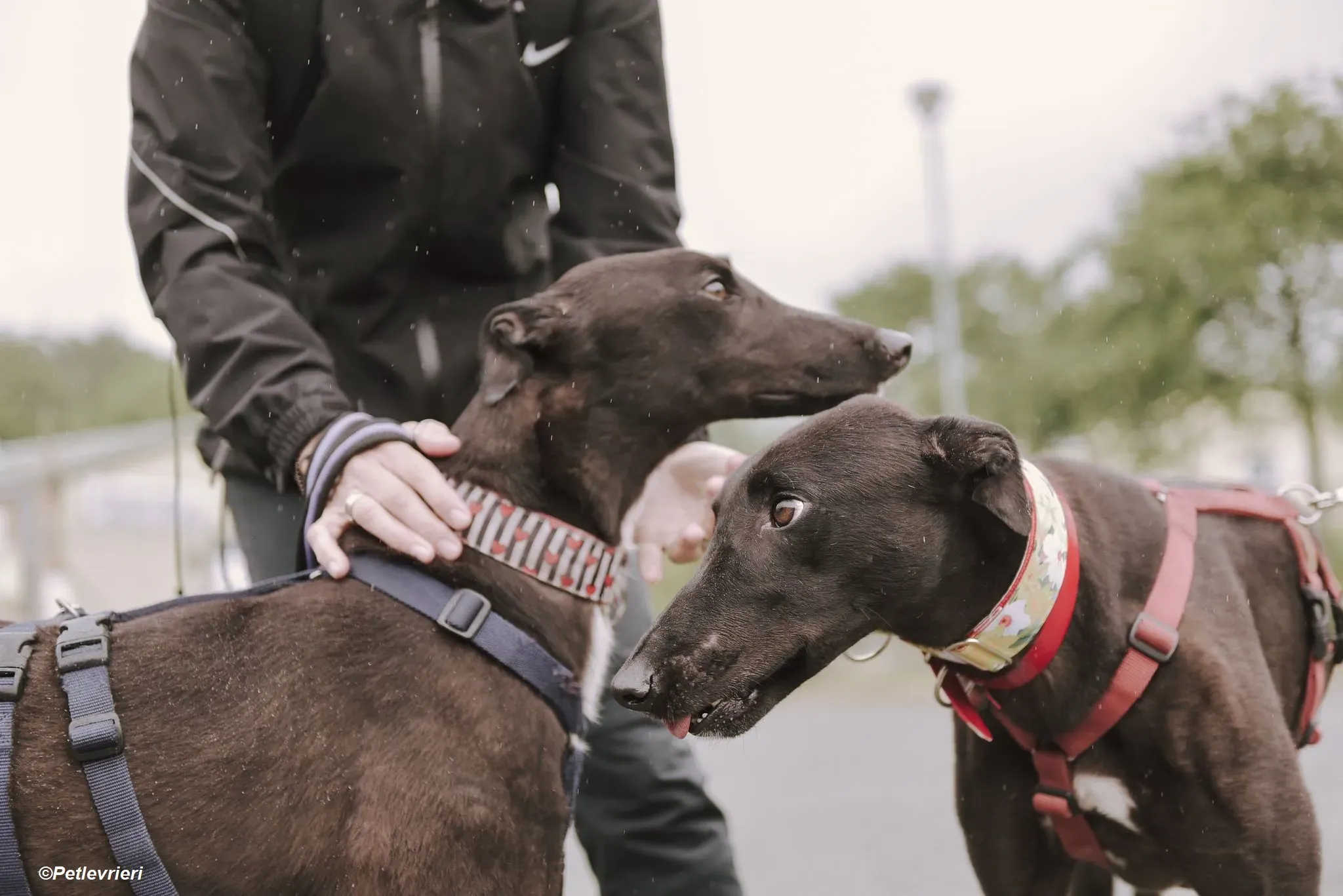Harry adozione levrieri greyhound 17