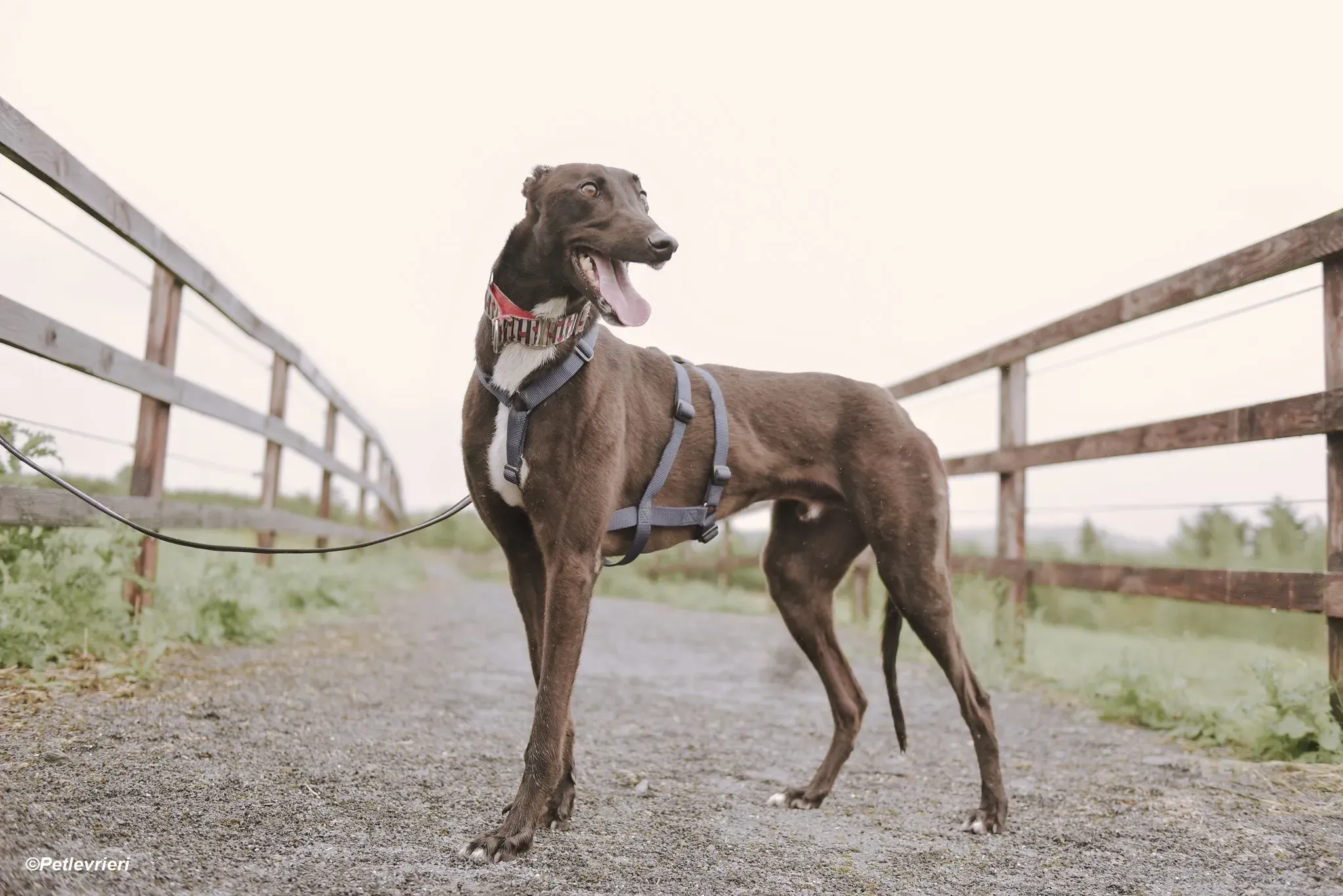 Harry adozione levrieri greyhound 13