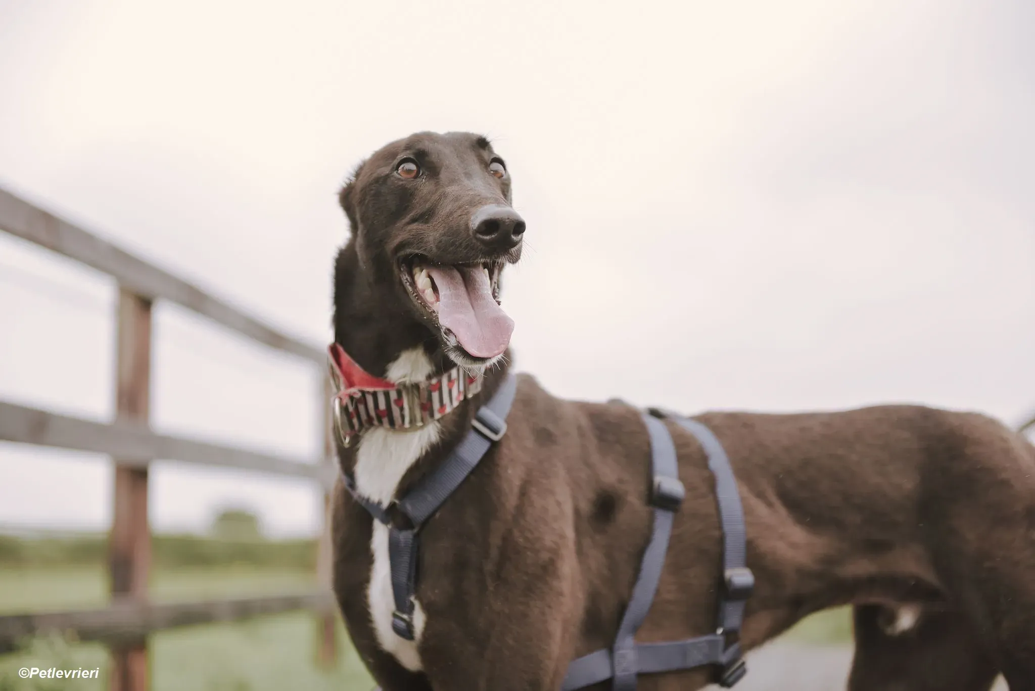 Harry adozione levrieri greyhound 14