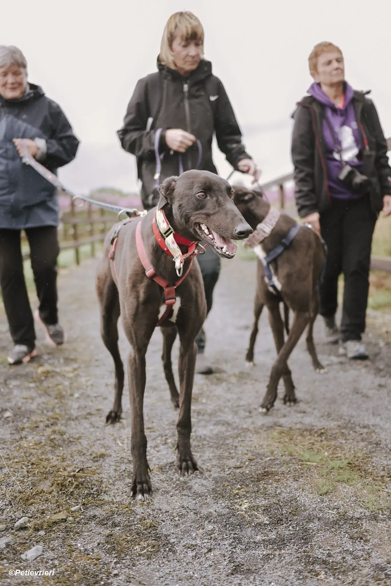 Harry adozione levrieri greyhound 24