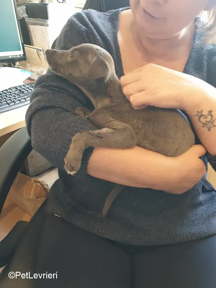 Harry adozione levrieri greyhound 26