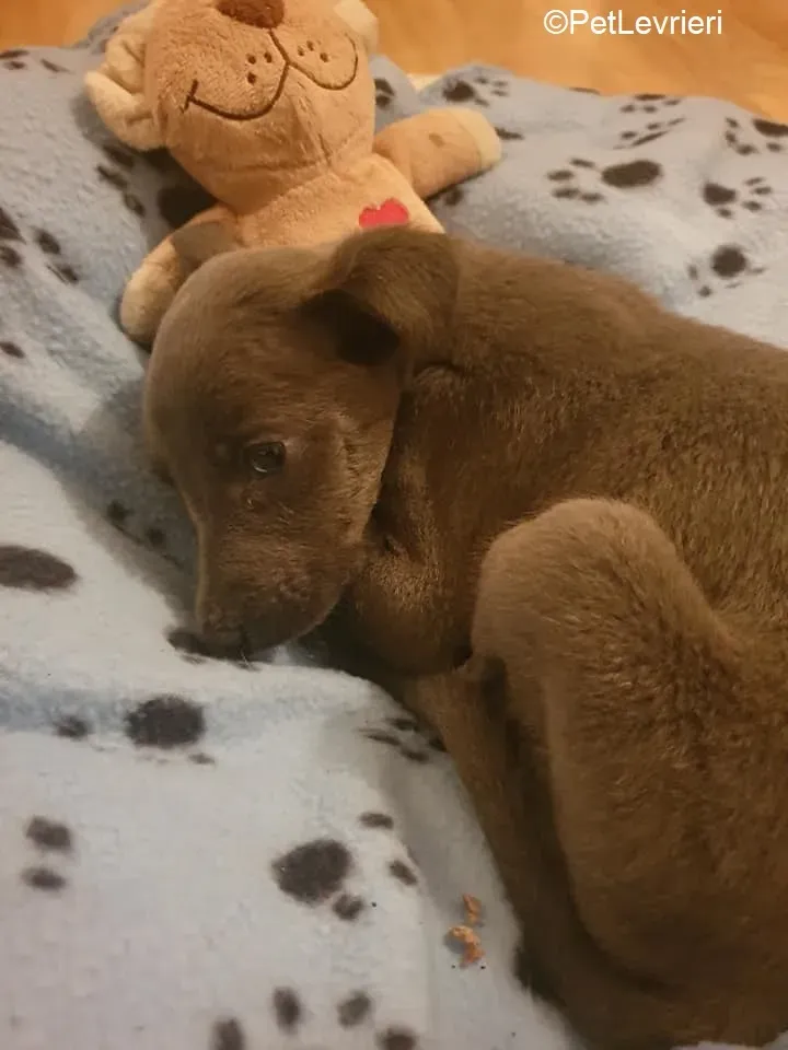 Harry adozione levrieri greyhound 27