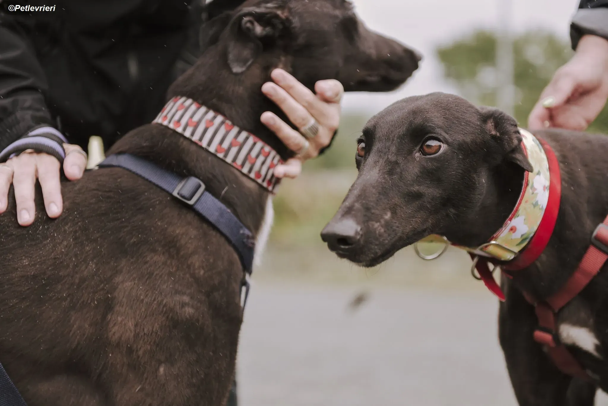 Harry adozione levrieri greyhound 18