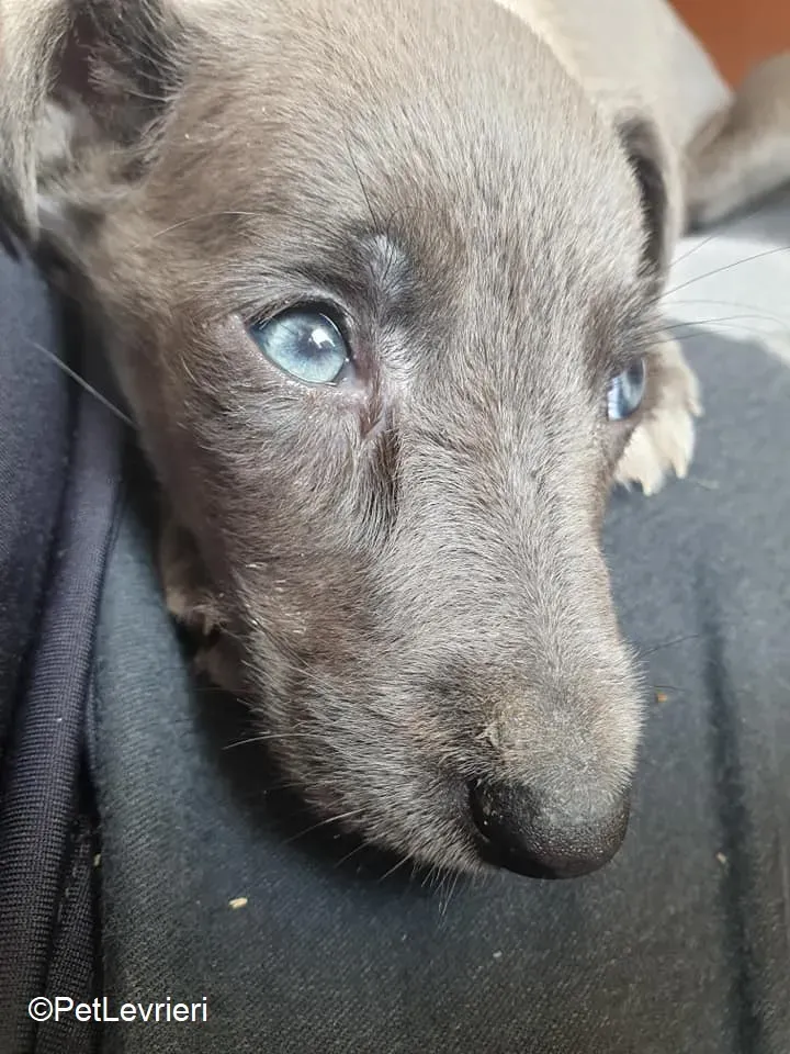 Harry adozione levrieri greyhound 29 1