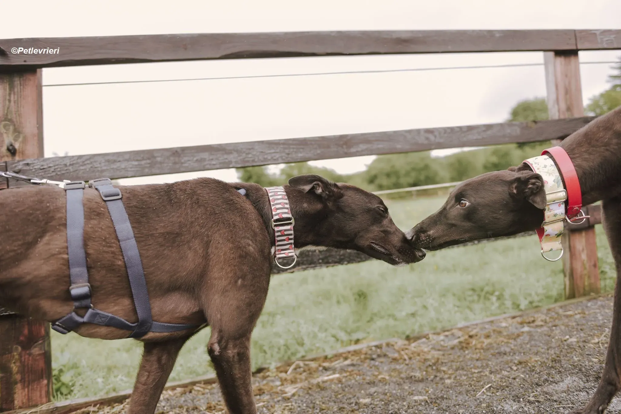 Harry adozione levrieri greyhound 19