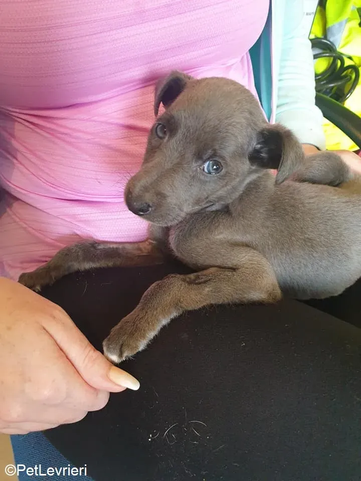 Harry adozione levrieri greyhound 30