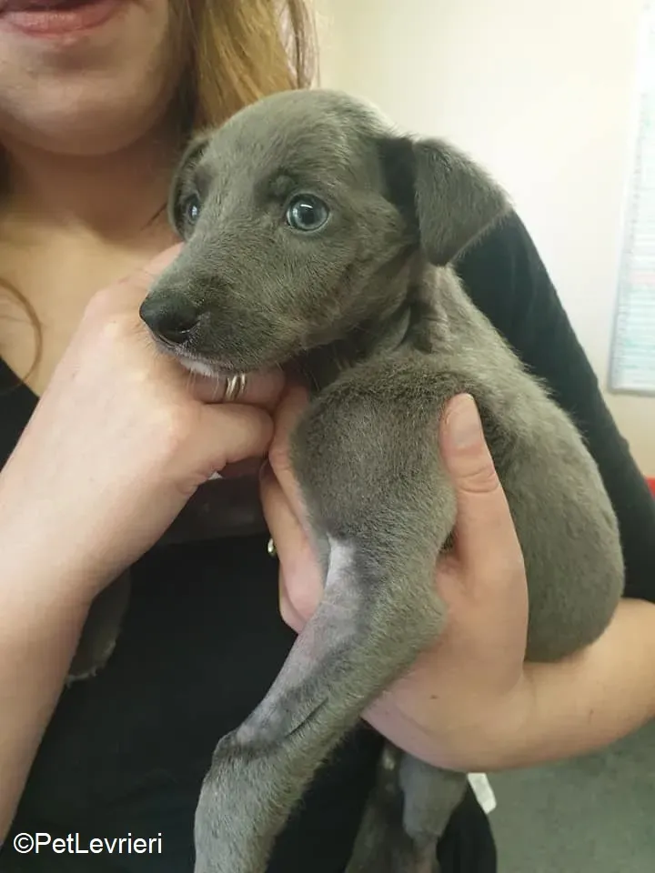 Harry adozione levrieri greyhound 32