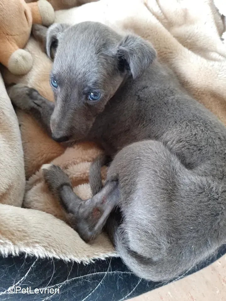 Harry adozione levrieri greyhound 33