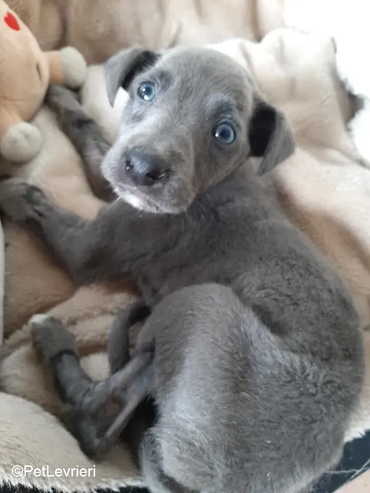 Harry adozione levrieri greyhound 34