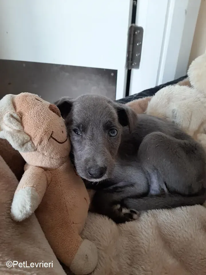 Harry adozione levrieri greyhound 35