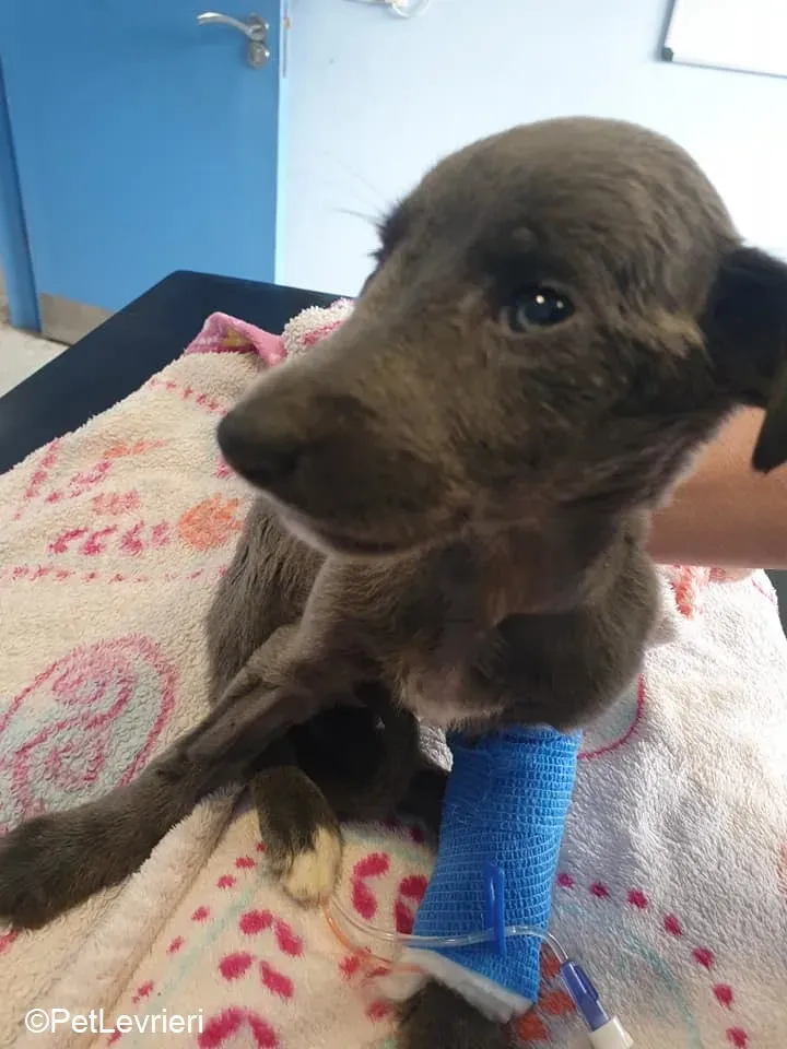 Harry adozione levrieri greyhound 36