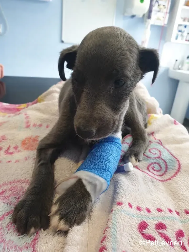 Harry adozione levrieri greyhound 37