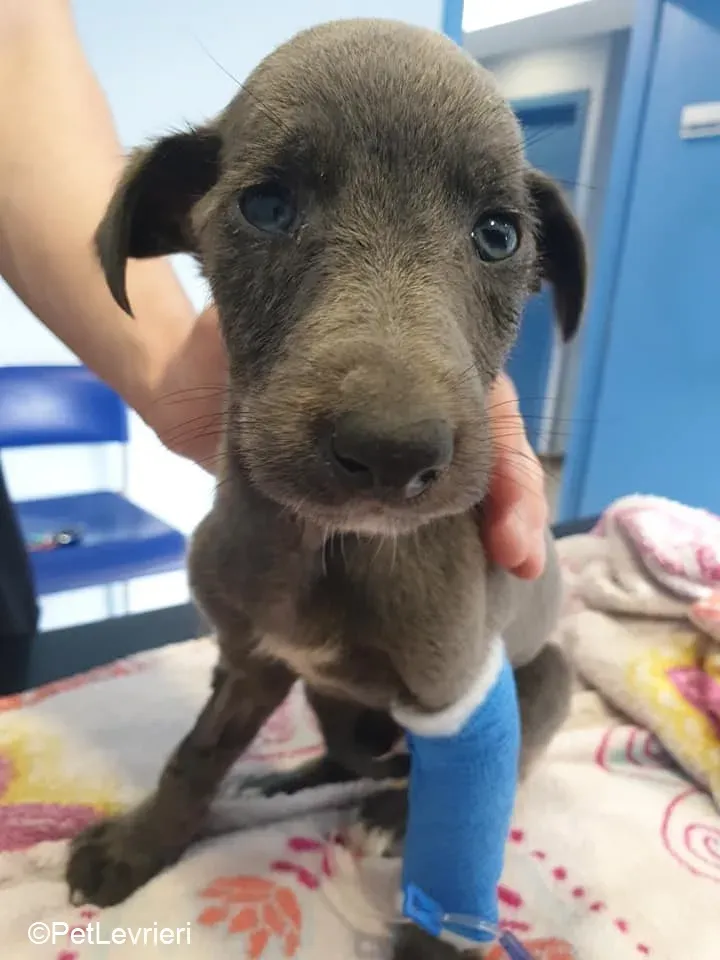 Harry adozione levrieri greyhound 38