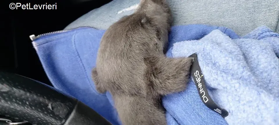 Harry adozione levrieri greyhound 39