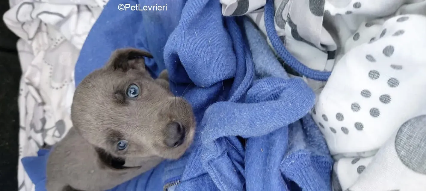 Harry adozione levrieri greyhound 40