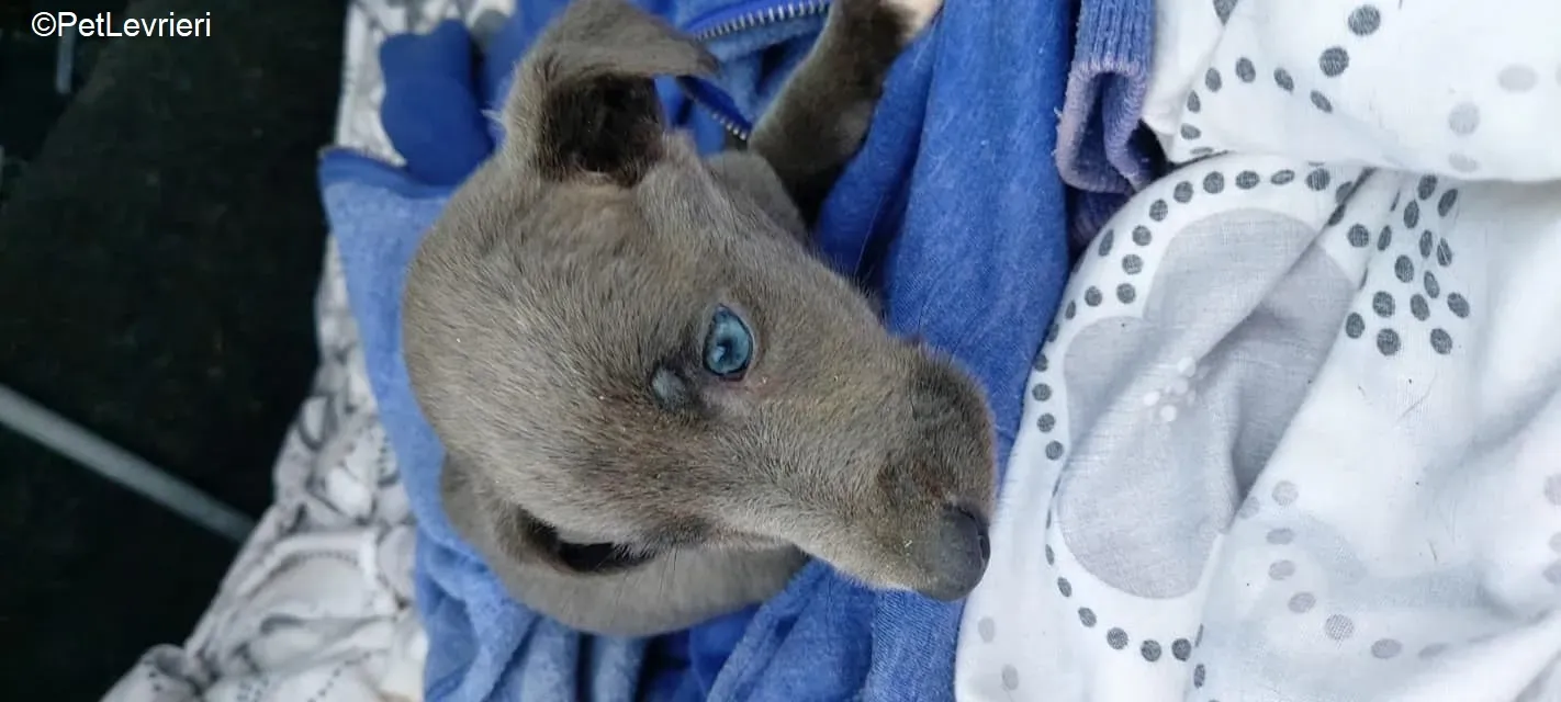 Harry adozione levrieri greyhound 41