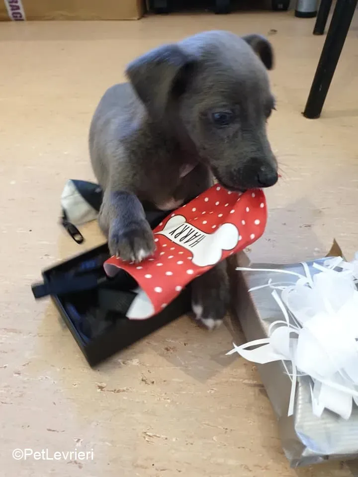 Harry adozione levrieri greyhound 42