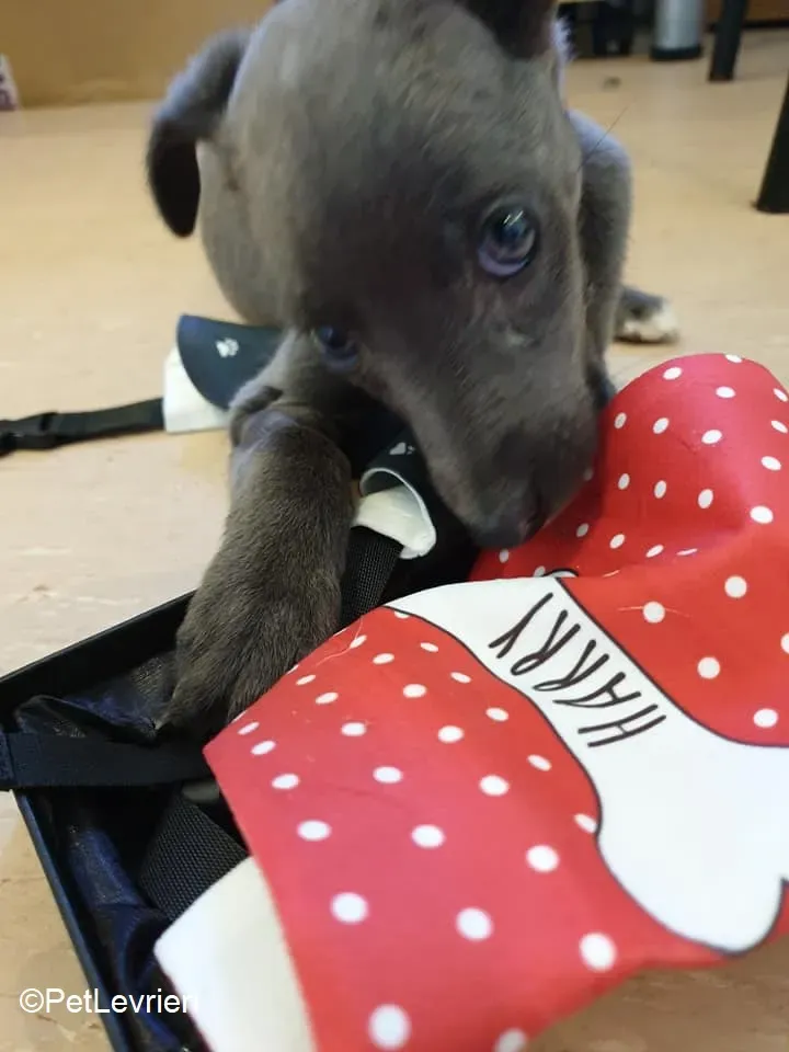 Harry adozione levrieri greyhound 43