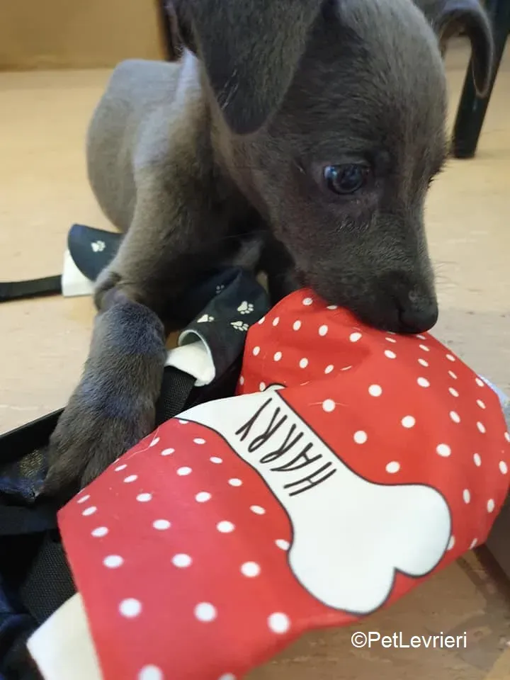 Harry adozione levrieri greyhound 44