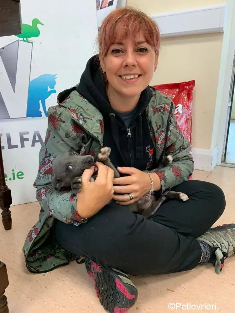 Harry adozione levrieri greyhound 45