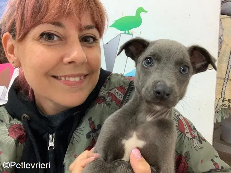 Harry adozione levrieri greyhound 46