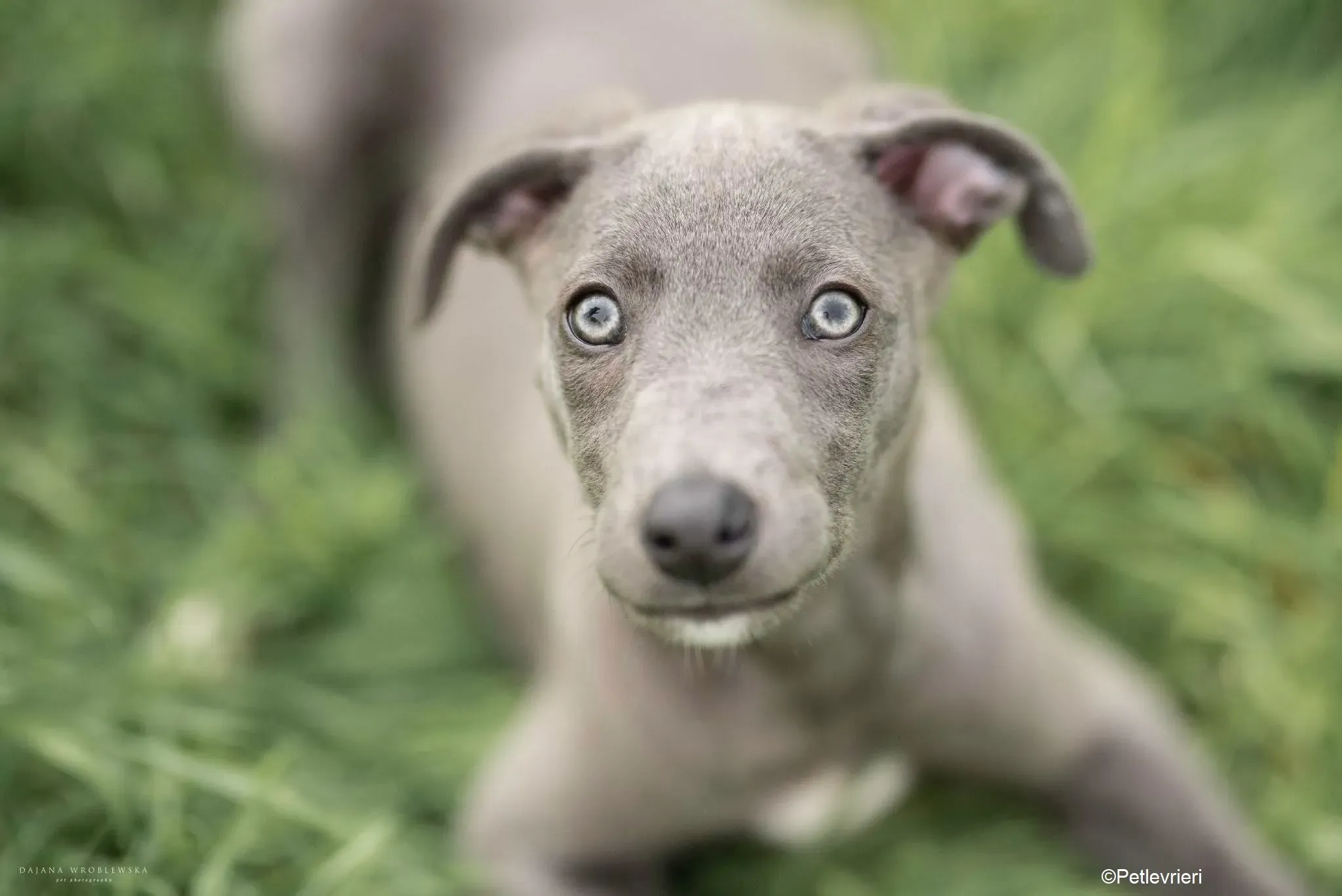 Harry adozione levrieri greyhound 47