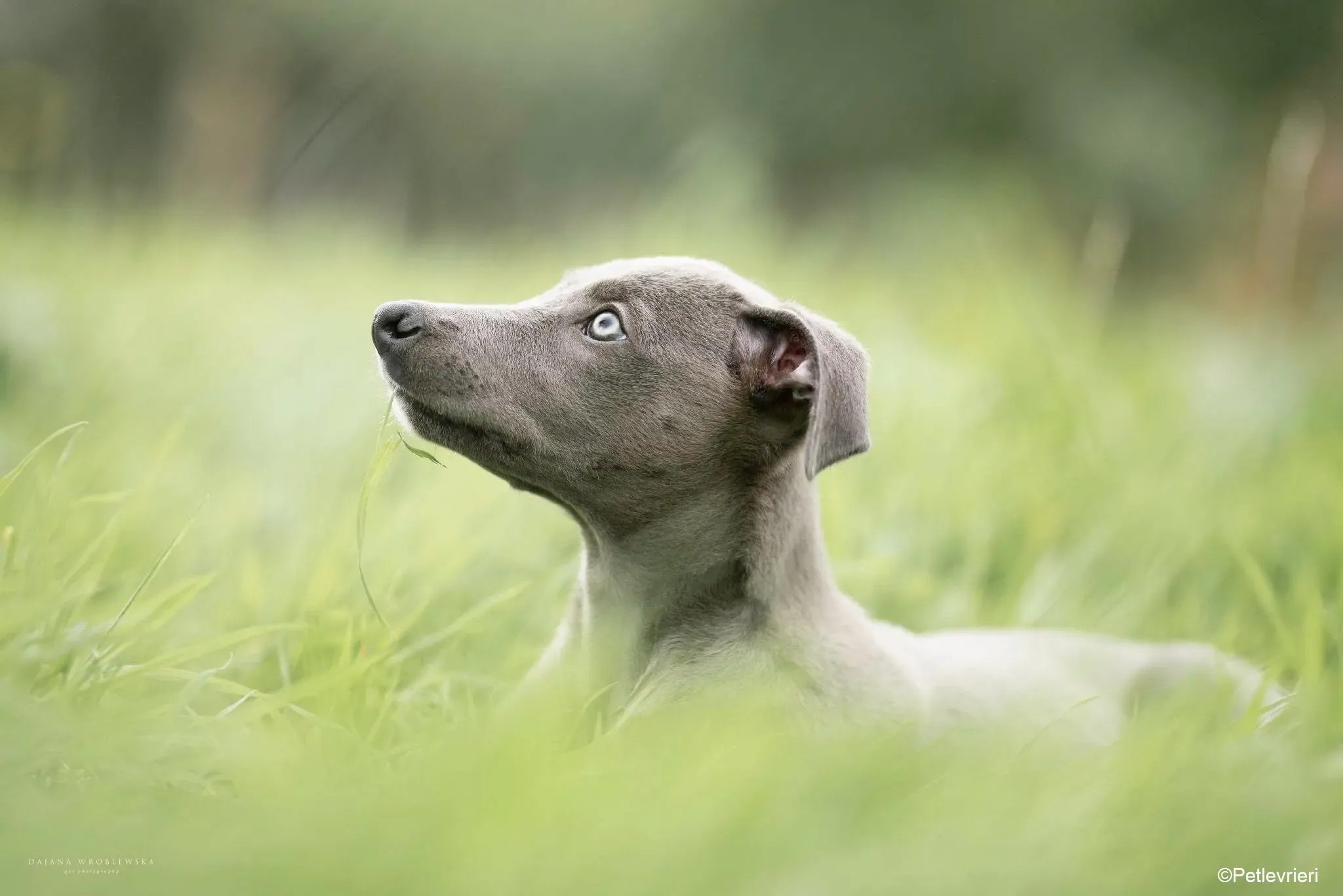 Harry adozione levrieri greyhound 48