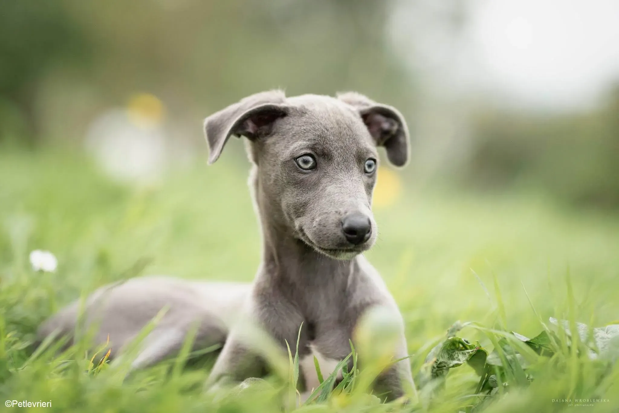 Harry adozione levrieri greyhound 49