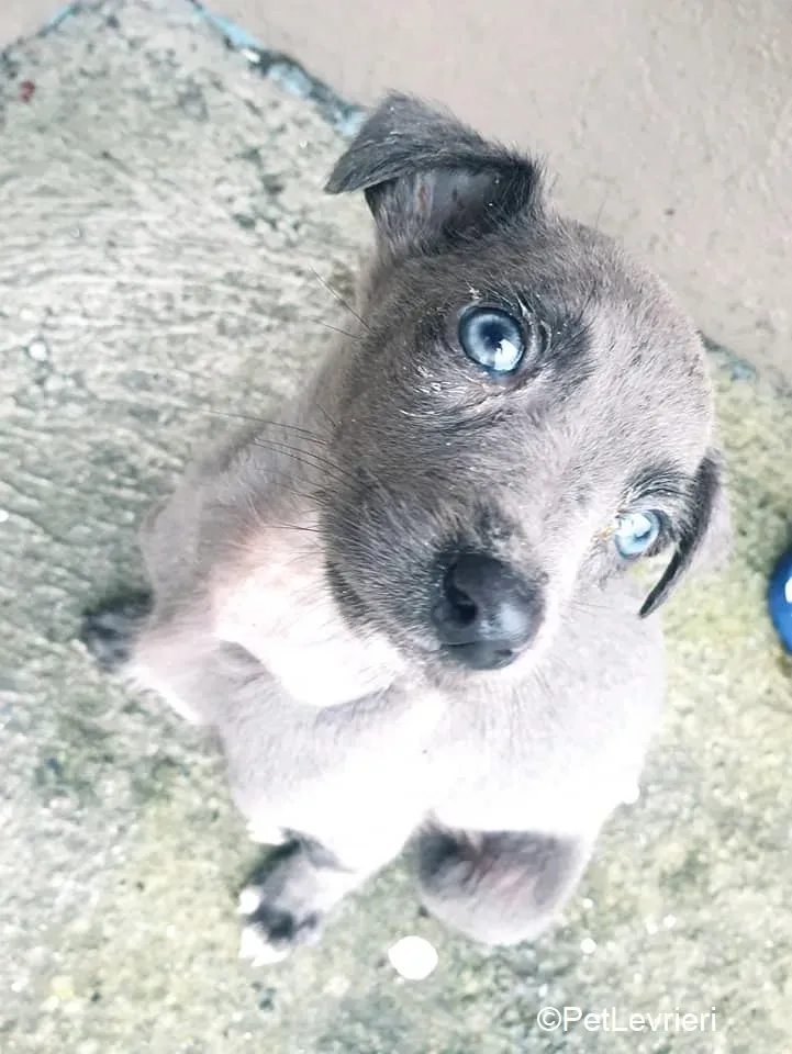 Harry adozione levrieri greyhound 5 2