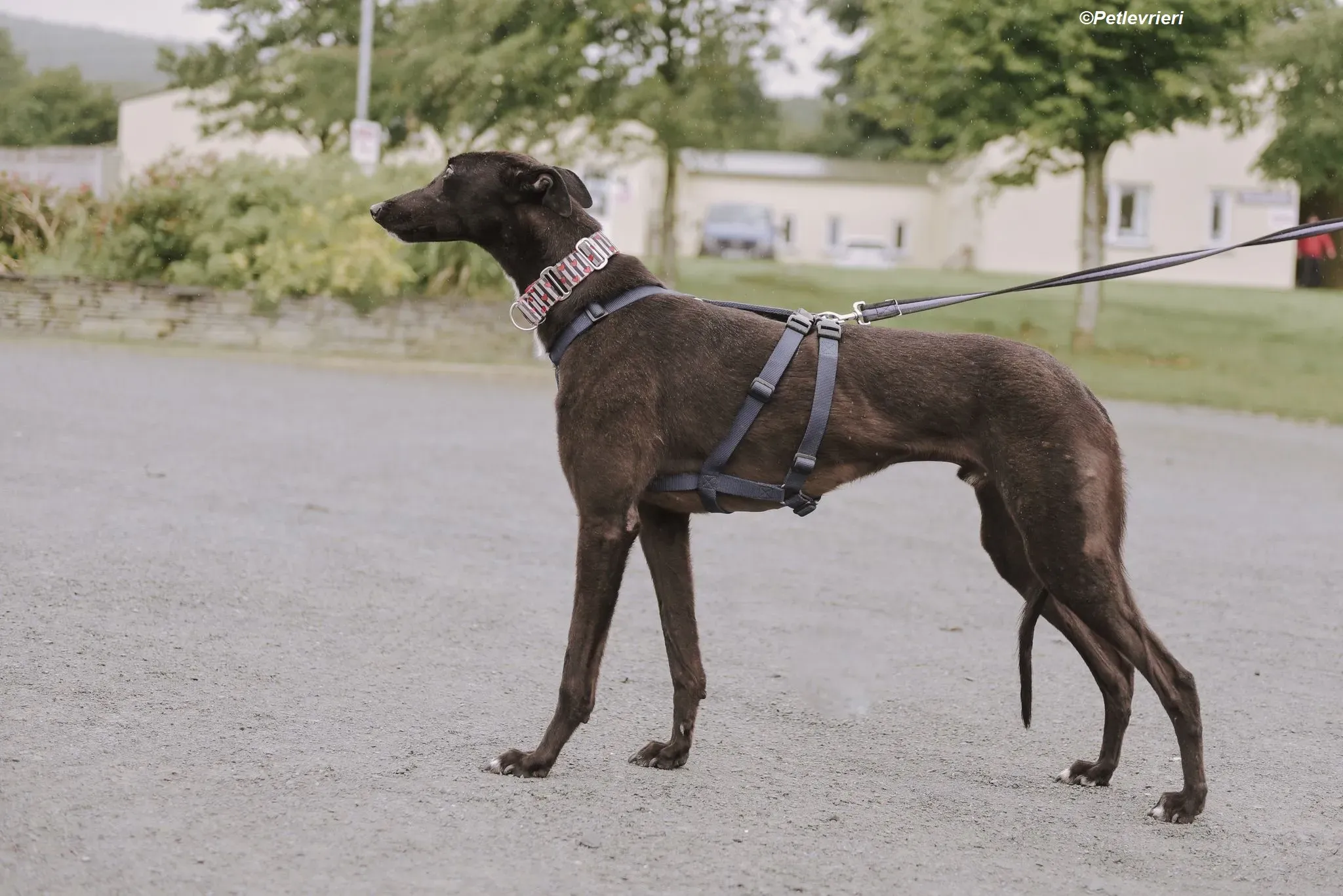 Harry adozione levrieri greyhound 2
