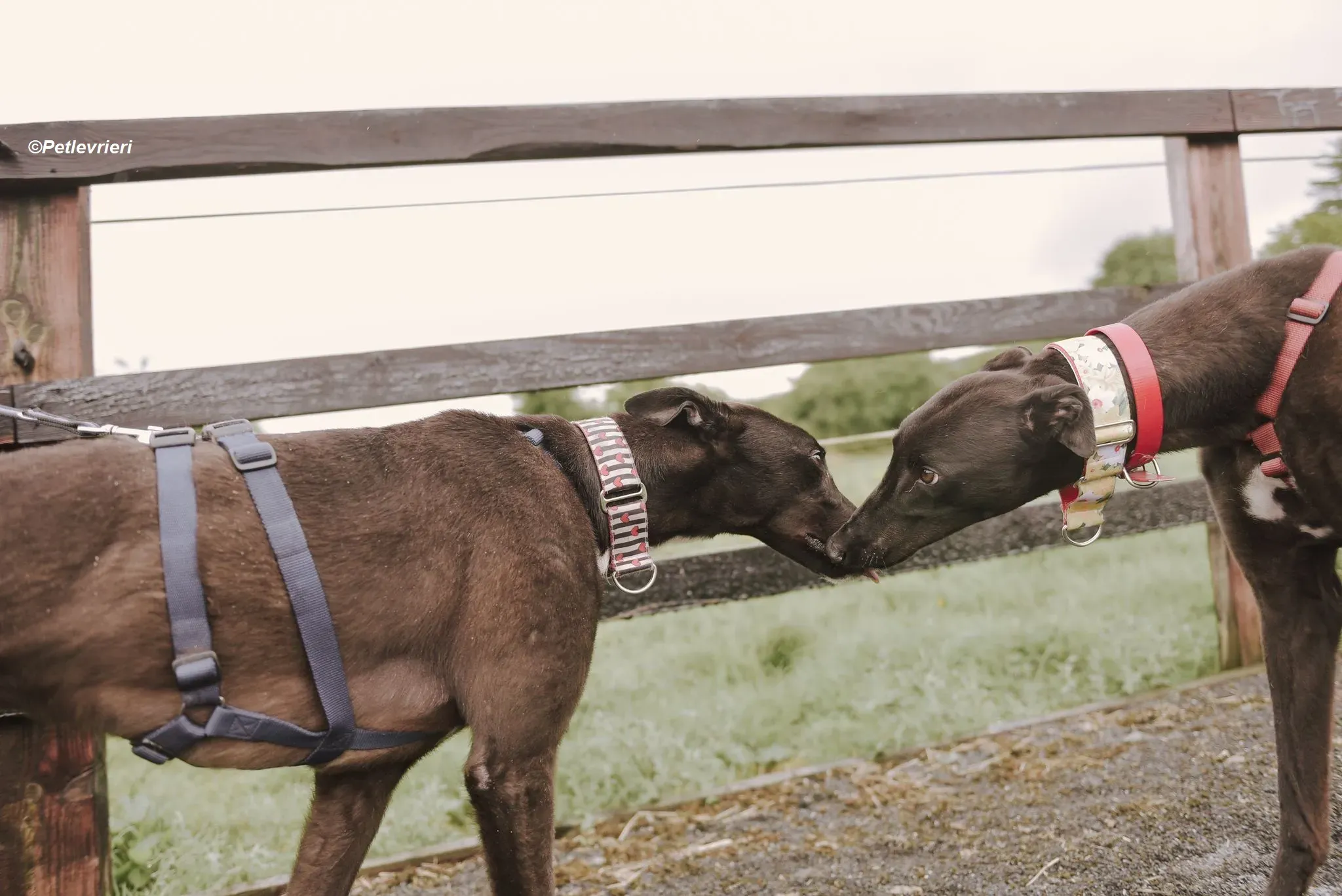 Harry adozione levrieri greyhound 20