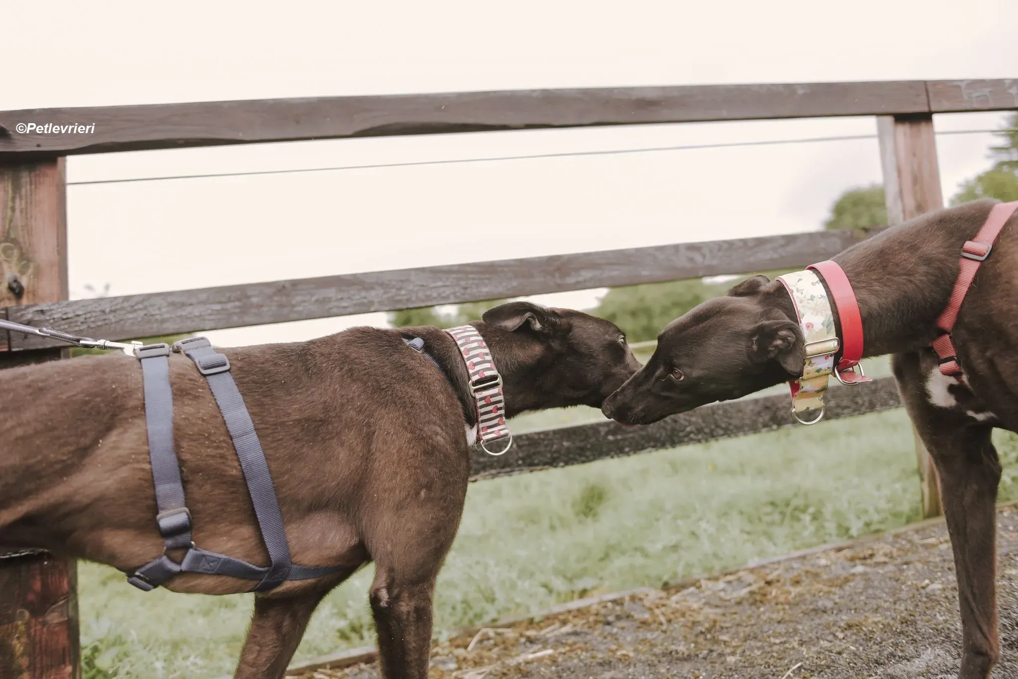 Harry adozione levrieri greyhound 21