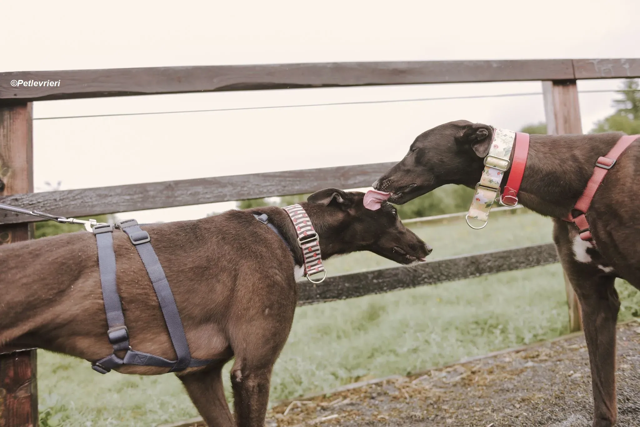 Harry adozione levrieri greyhound 22