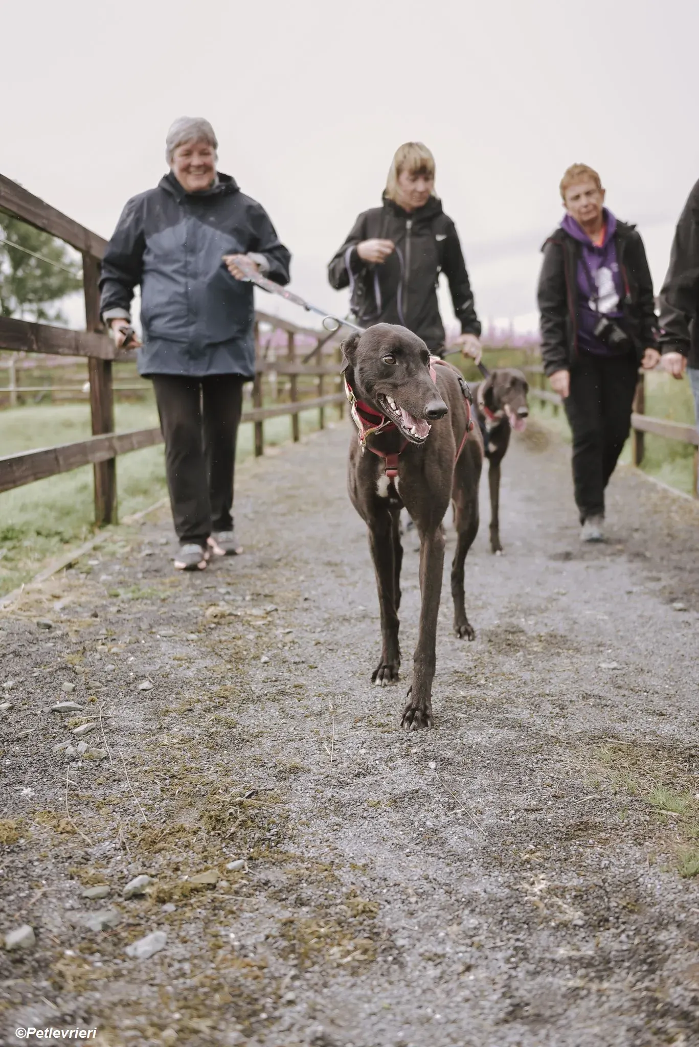 Harry adozione levrieri greyhound 23