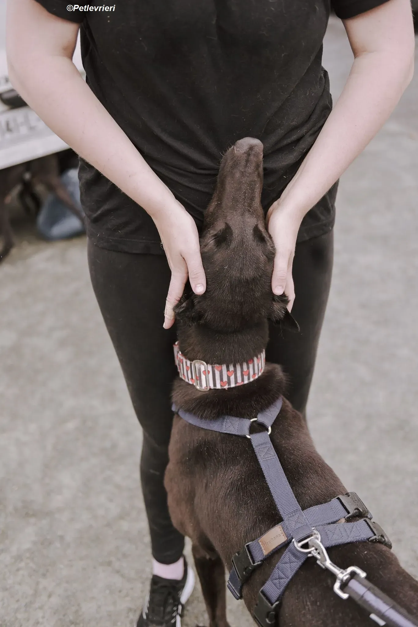 Harry adozione levrieri greyhound 4