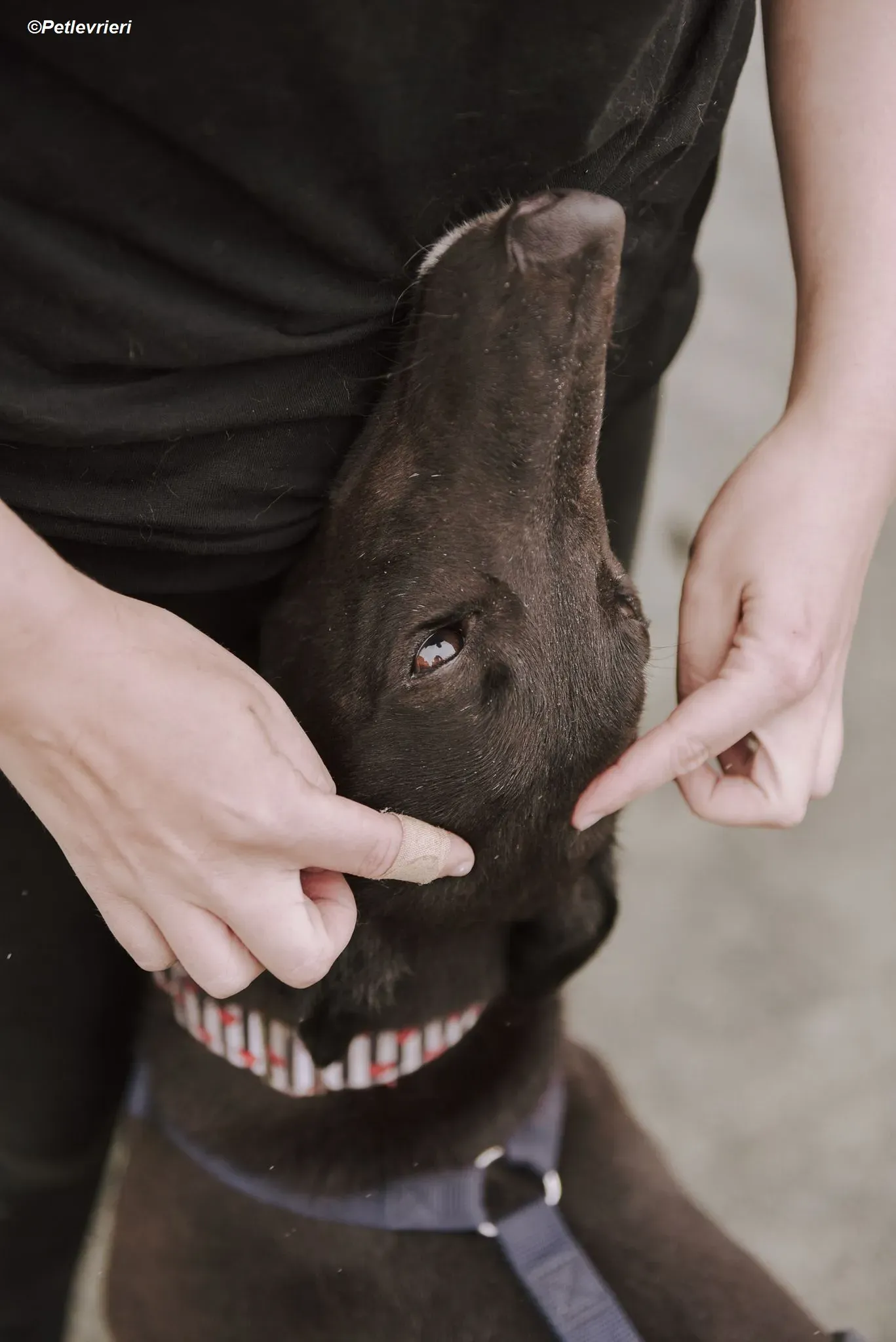 Harry adozione levrieri greyhound 6