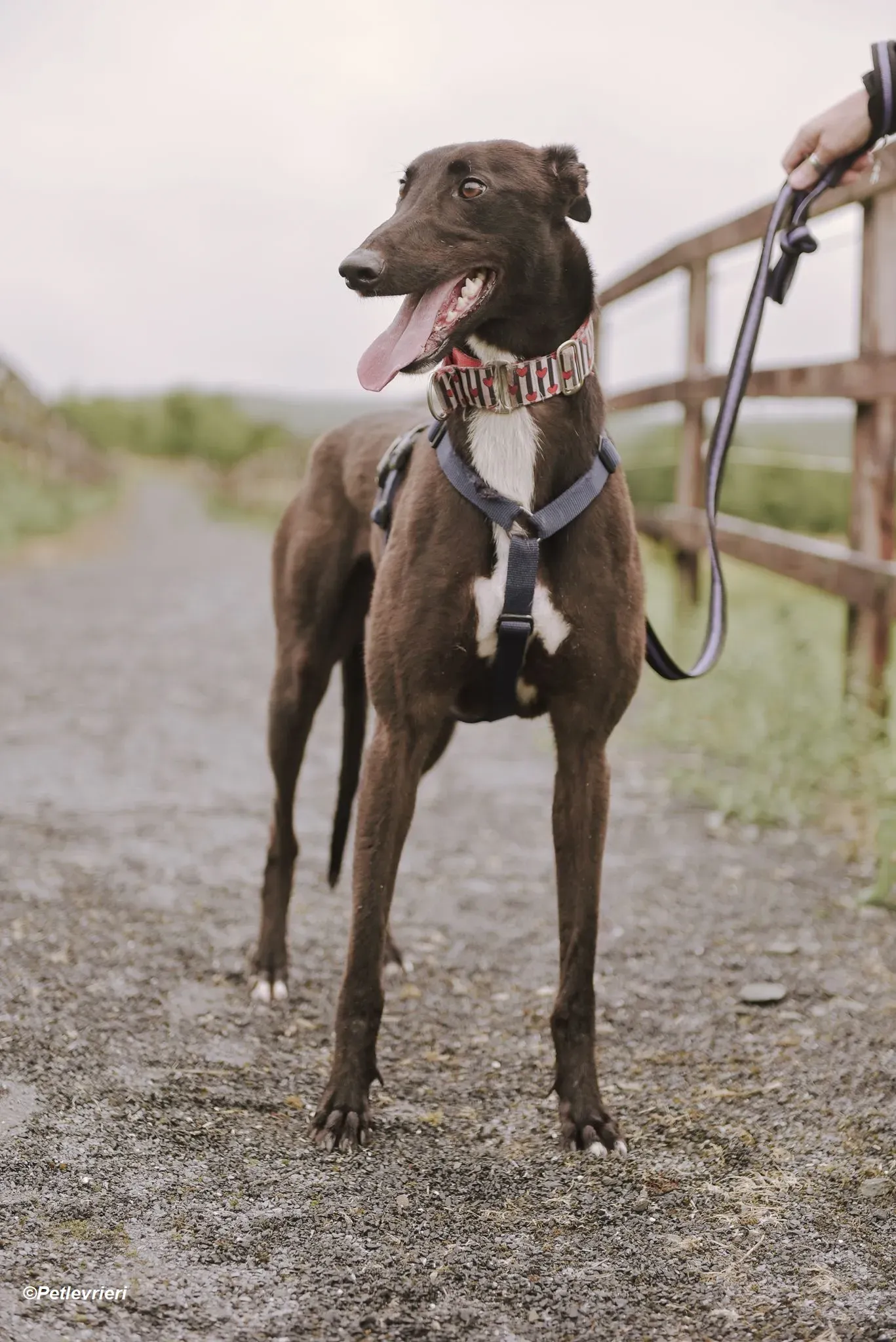 Harry adozione levrieri greyhound 7