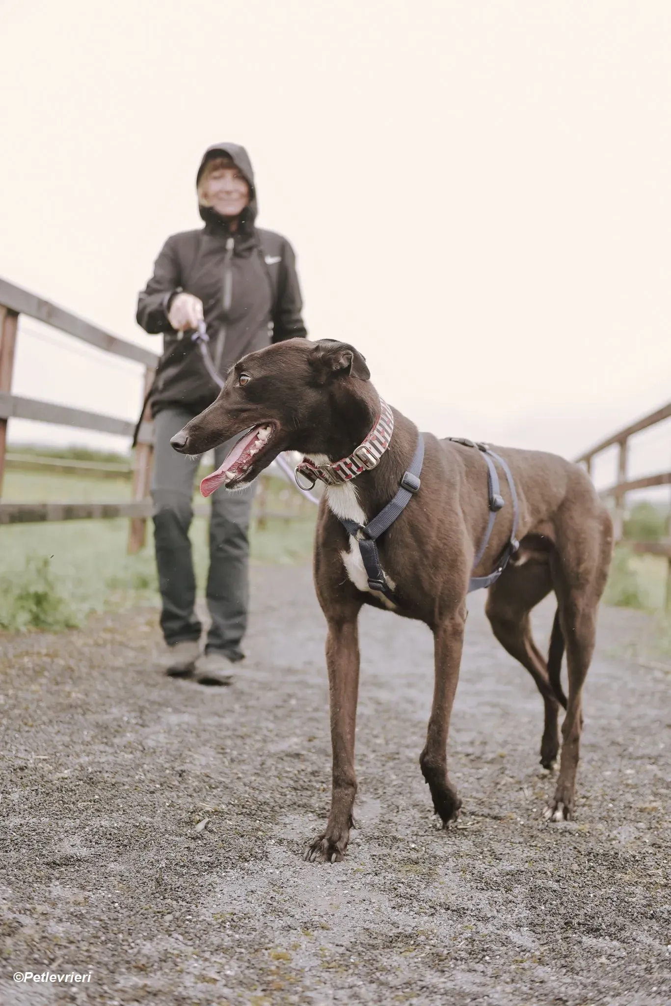 Harry adozione levrieri greyhound 8