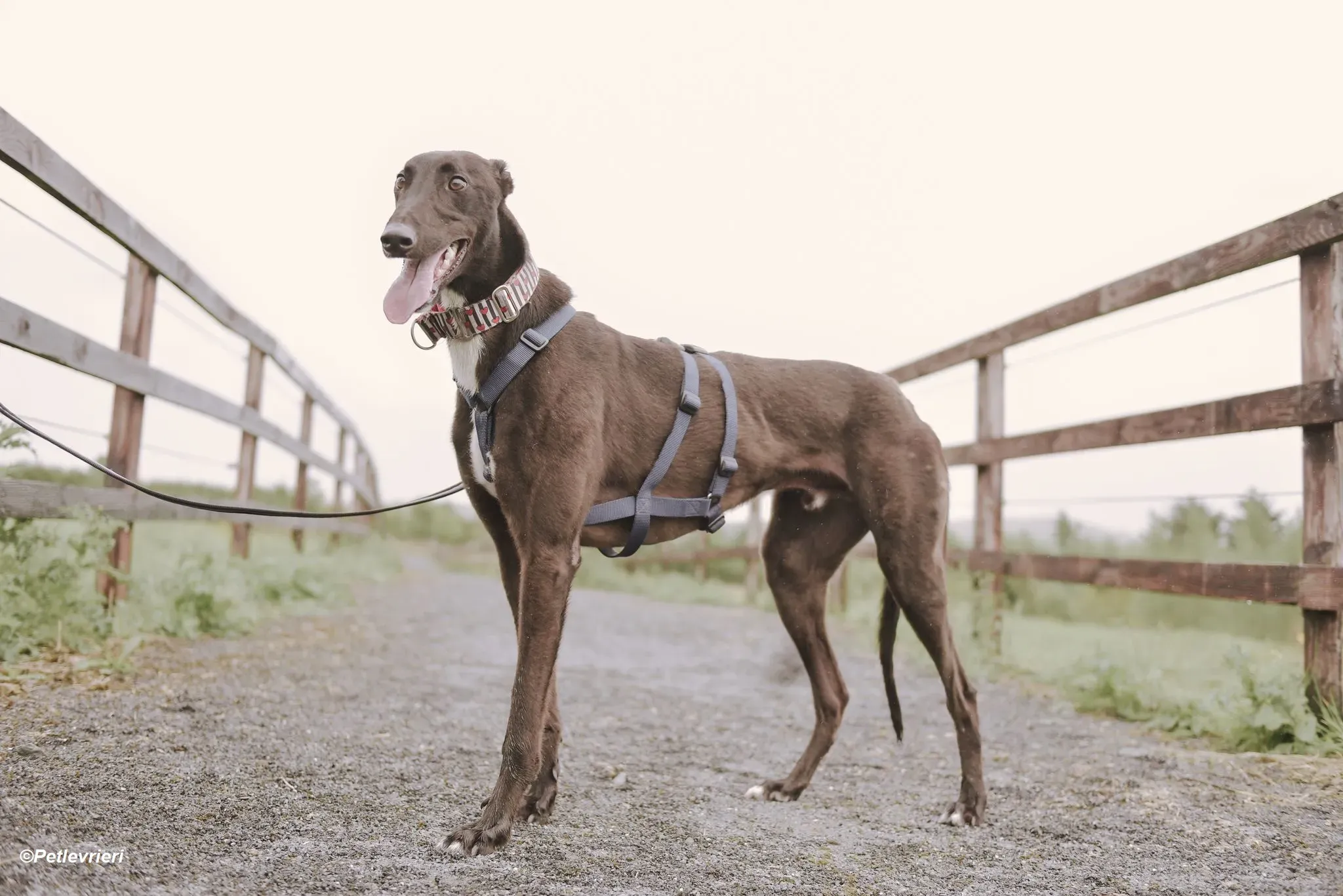 Harry adozione levrieri greyhound 9