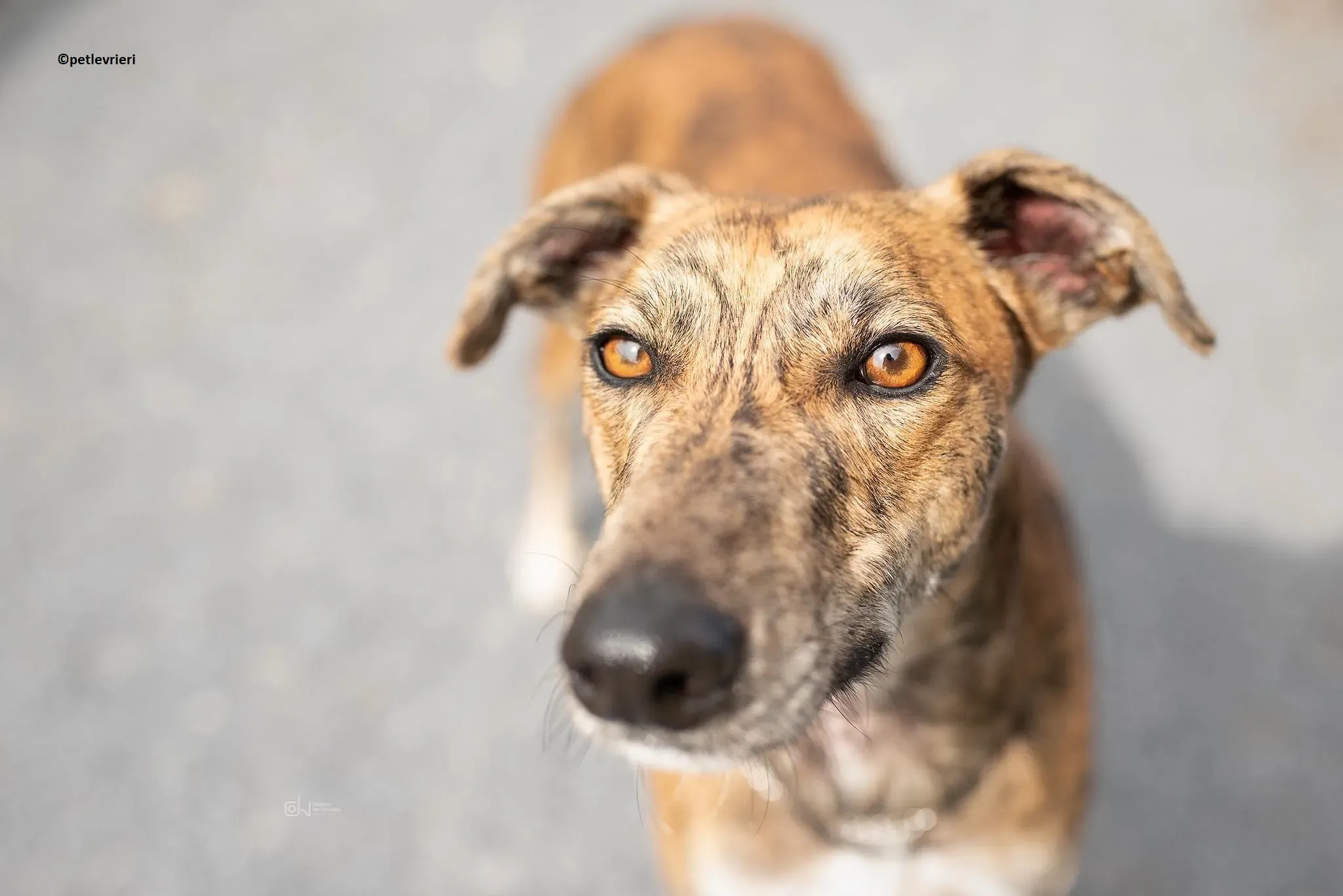 Harry adozione levriero greyhound 1