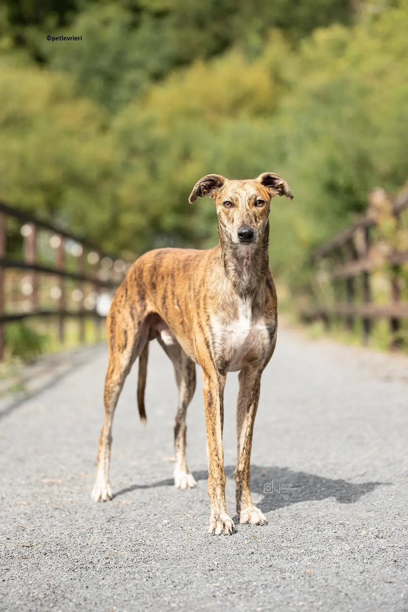 Harry adozione levriero greyhound 2