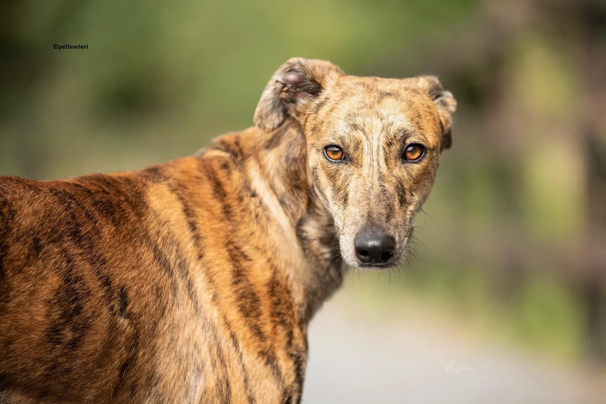 Harry adozione levriero greyhound 3