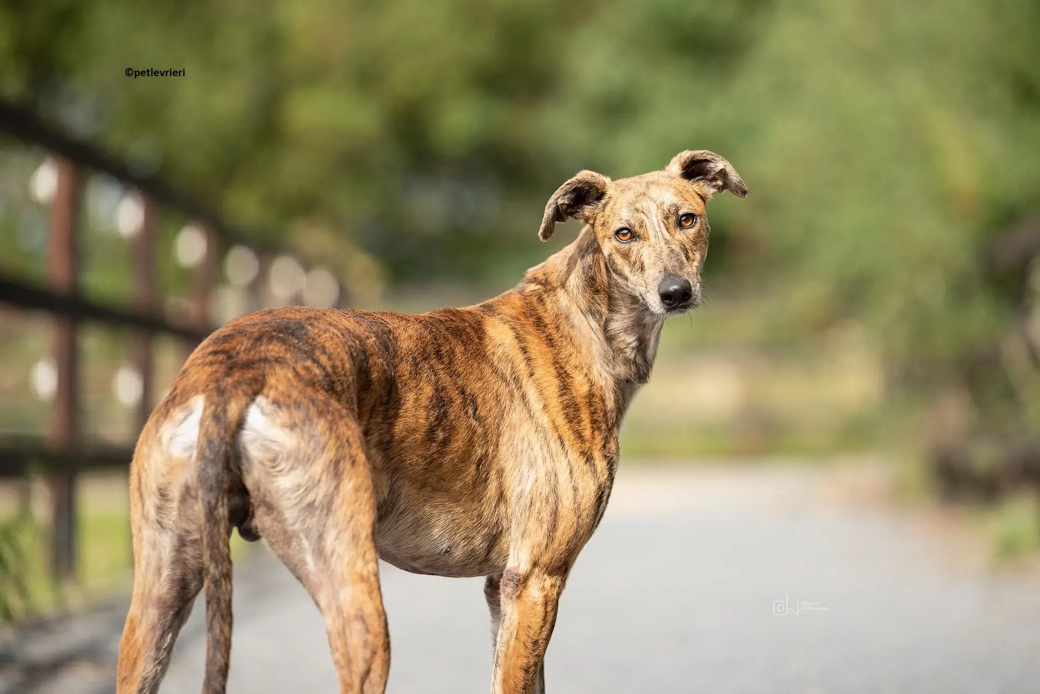 Harry adozione levriero greyhound 4