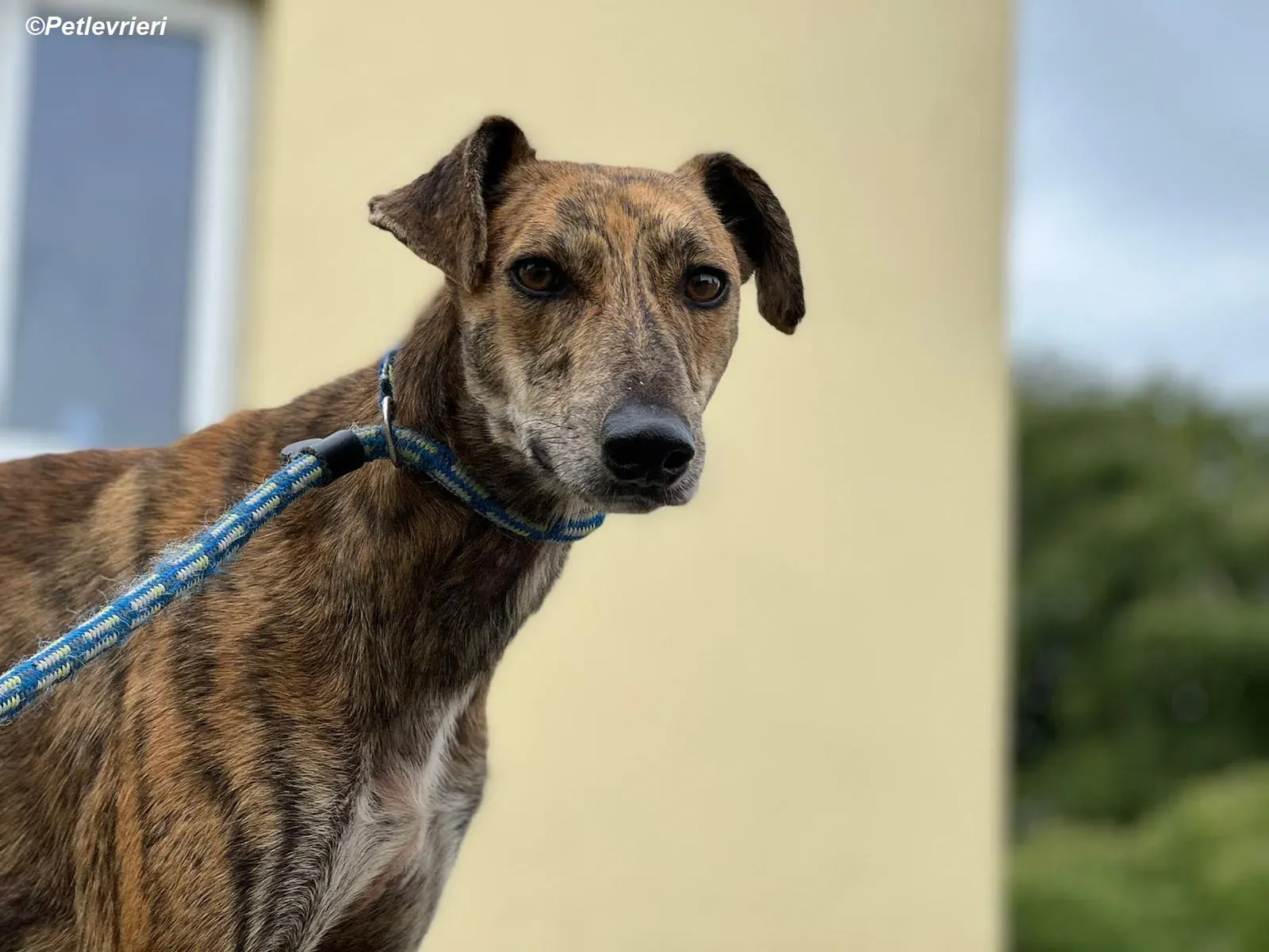 Harry2 adozione levrieri greyhound 1