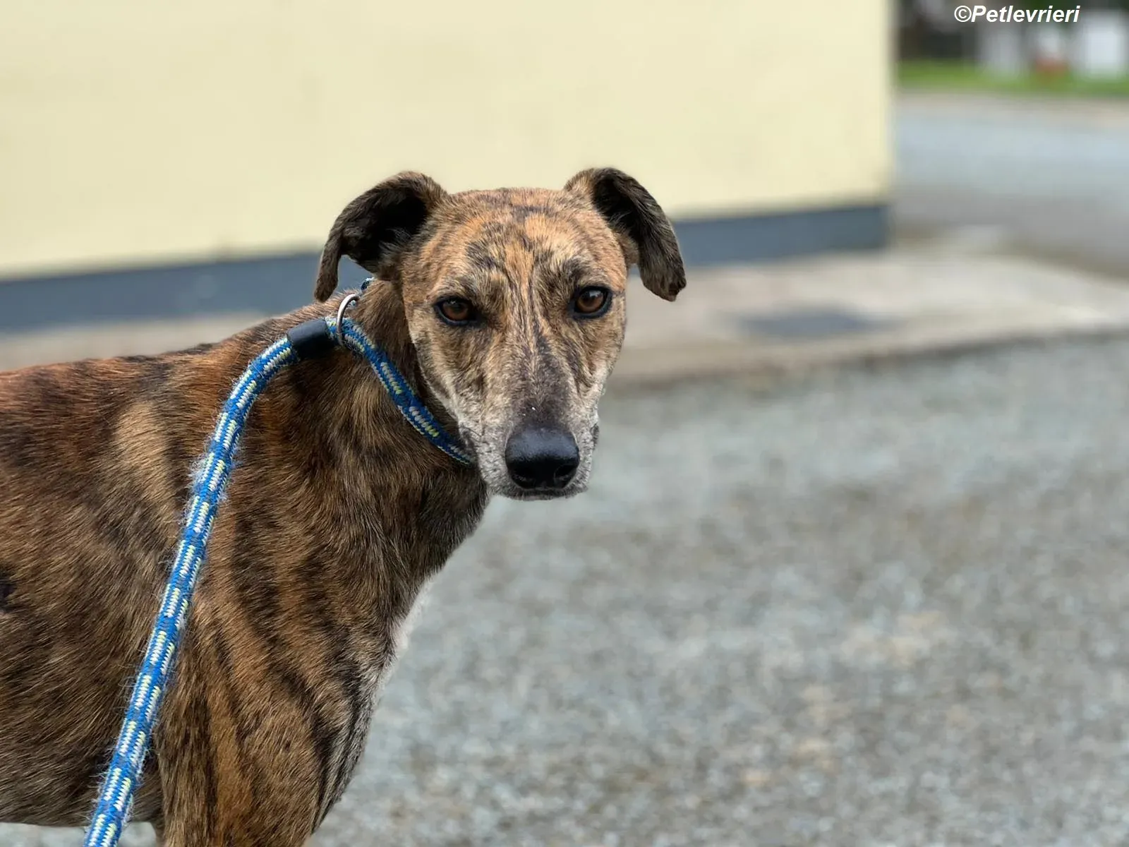 Harry2 adozione levrieri greyhound 2