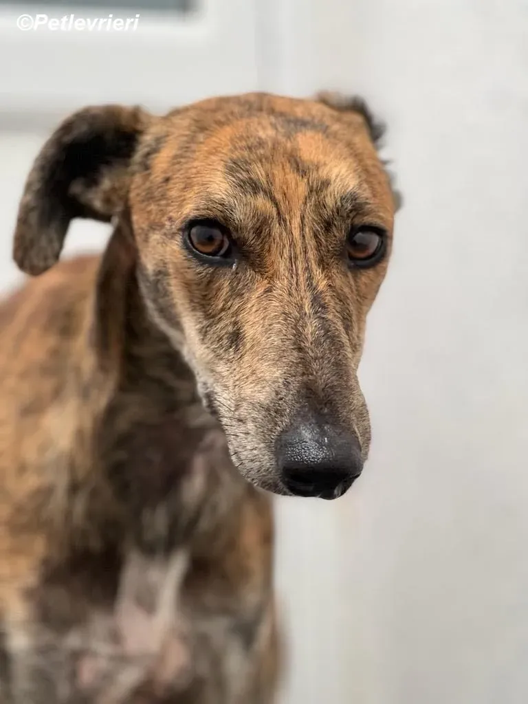 Harry2 adozione levrieri greyhound 3
