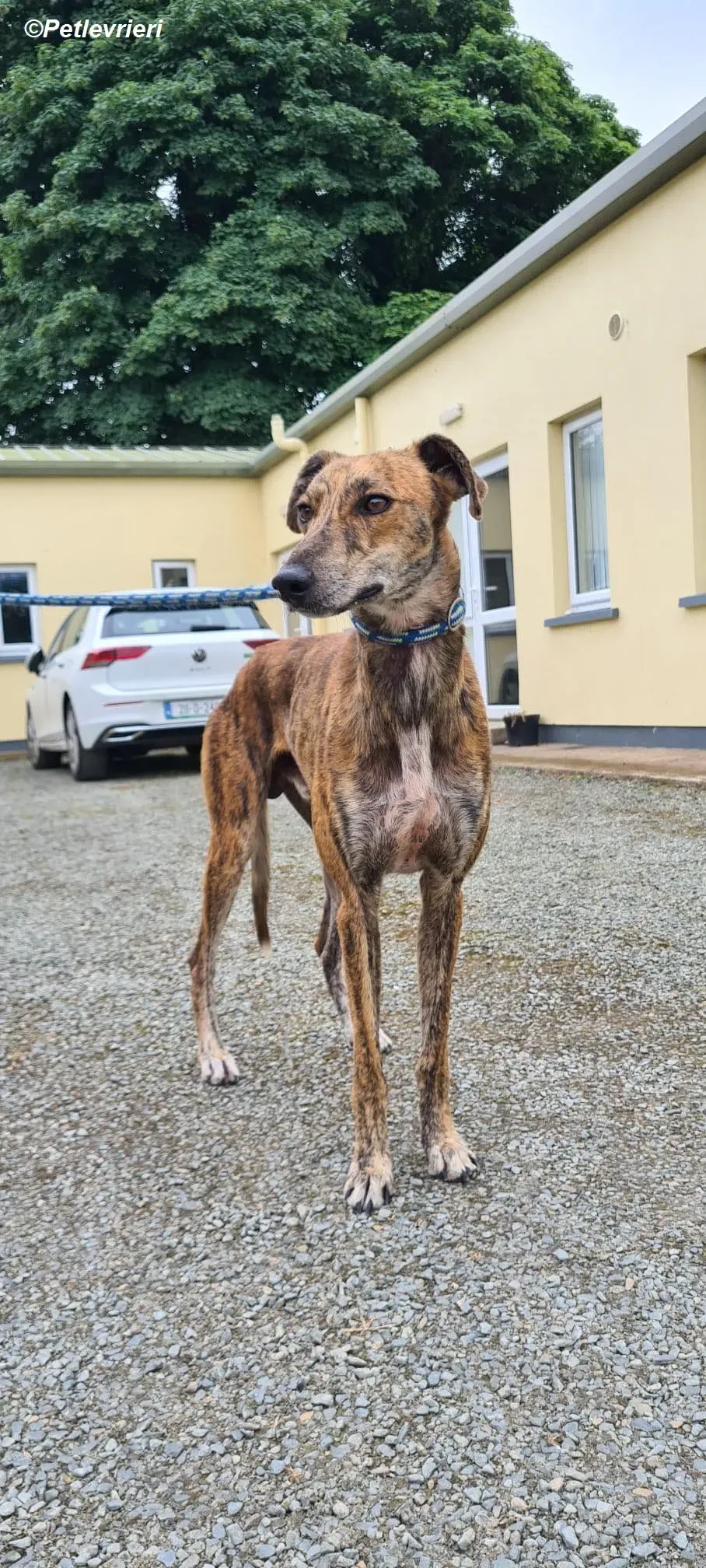 Harry2 adozione levrieri greyhound 4