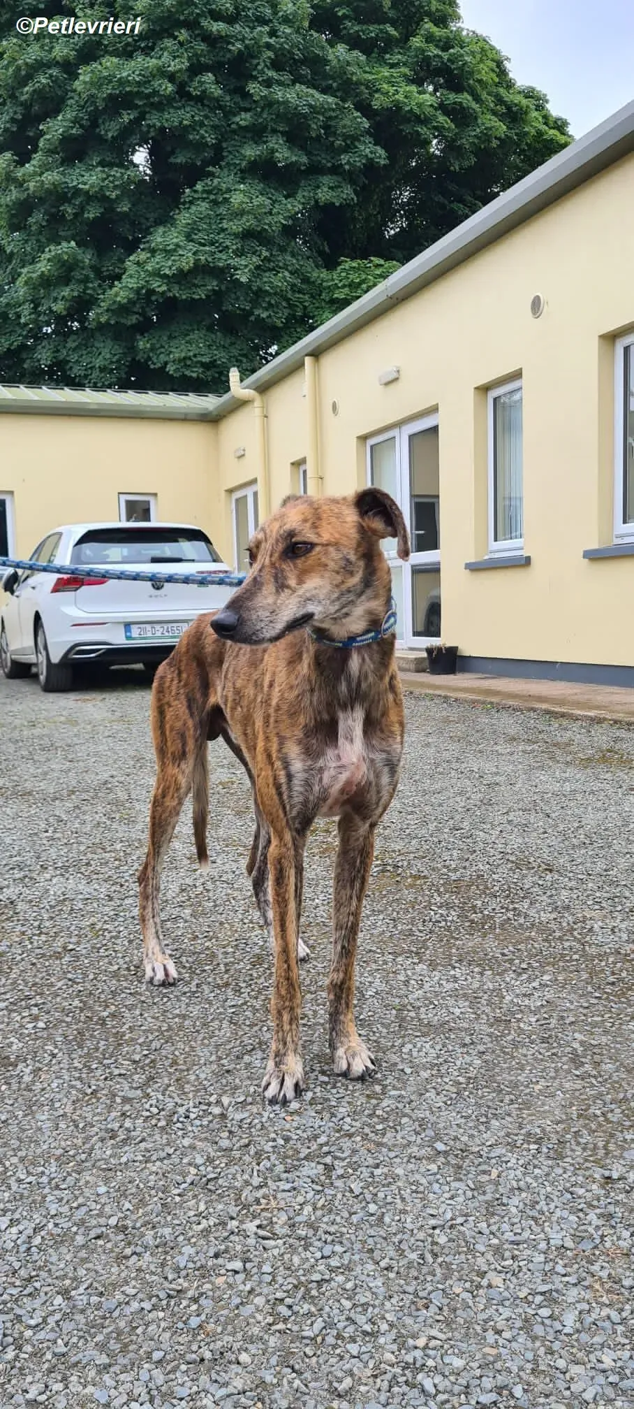 Harry2 adozione levrieri greyhound 5