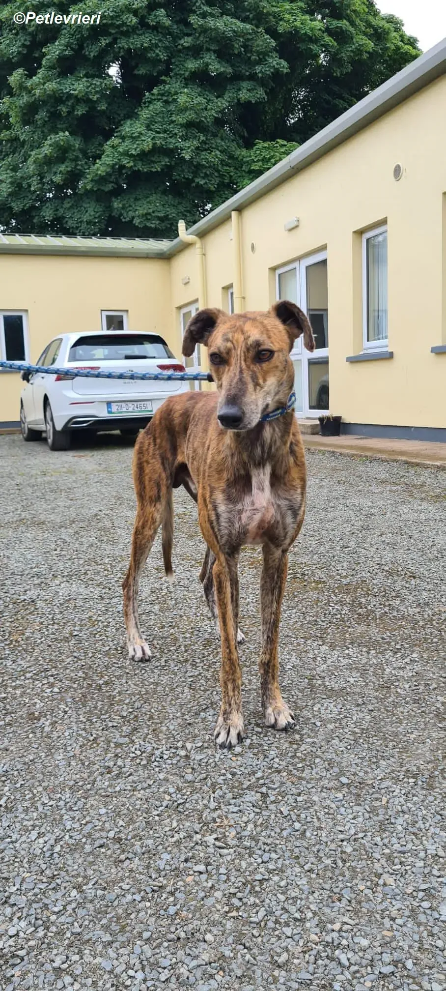 Harry2 adozione levrieri greyhound 6