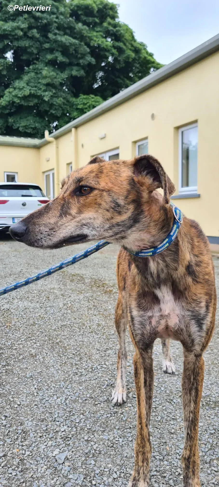 Harry2 adozione levrieri greyhound 7